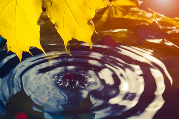 istock Yellow maple leaf and a drop of water in the sunlight. Toned 991362826