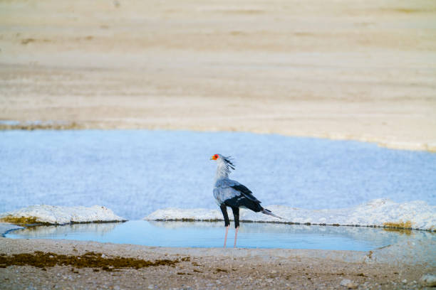 Secretary bird (Sagittarius serpentarius), walking in grassland, Etosha National Park, Namibia.