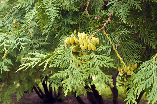 Green branches of thuja with cones, close-up