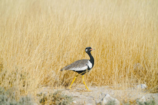 Northern black korhaan in golden grass, Etosha National Park, Namibia.