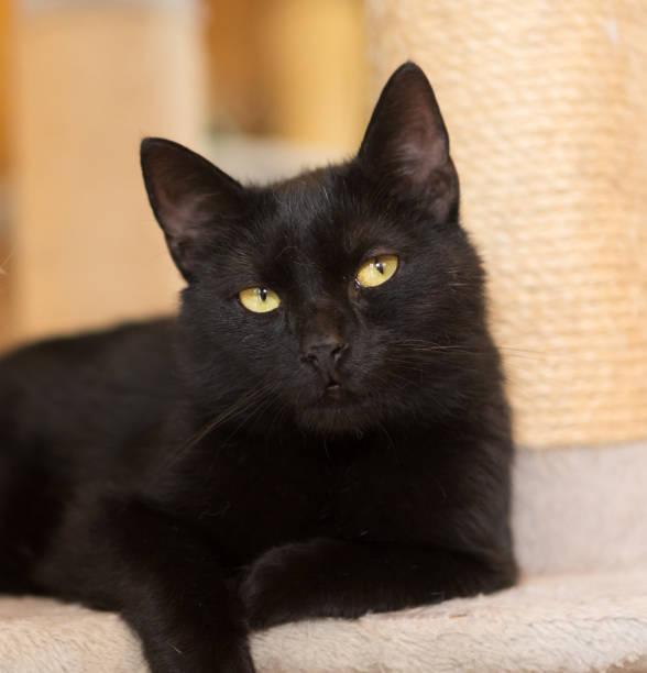 istock black cat looks sidewards, sitting on animal tree 991366326
