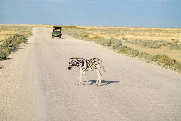 istock Zebra crossing road as vehicle approaches 991366370