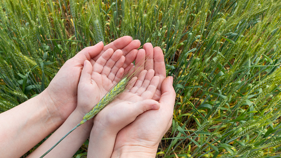 The hands of the mother and child hold together wheat spikes over the wheat field. Family symbol and care.