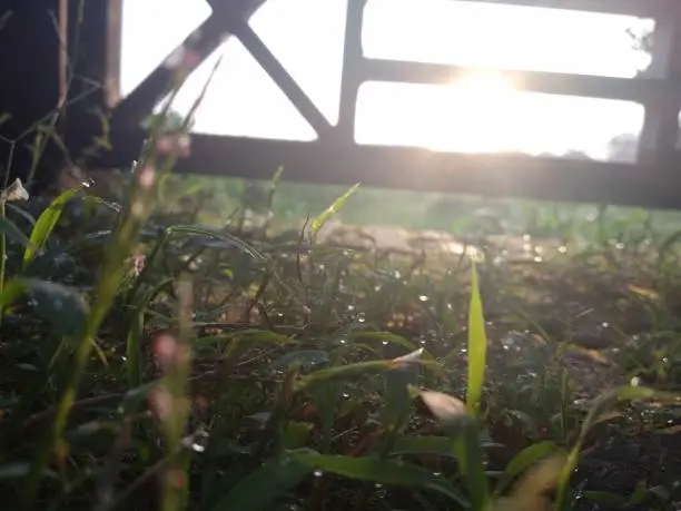 Grass In The Morning
