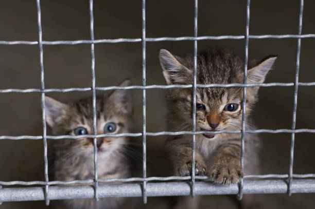 abandonné des petits chatons dans un refuge pour animaux - refuge pour animaux photos et images de collection