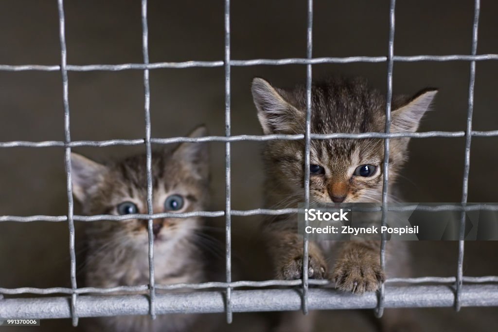 Abandoned Little Kittens In An Animal Shelter Stock Photo - Download Image  Now - Animal Shelter, Domestic Cat, Kitten - iStock