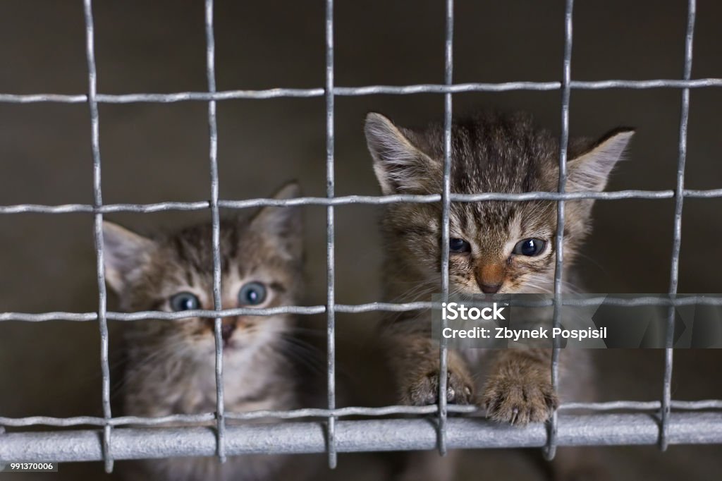 Abandoned Little Kittens In An Animal Shelter Stock Photo - Download Image Now - Animal Shelter, Domestic Cat, Kitten - iStock Abandoned Little Kittens In An Animal Shelter Stock Photo - Download Image Now - Animal Shelter, Domestic Cat, Kitten - iStock