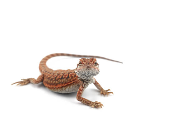 istock red Bearded Dragon isolated on white background 991373056