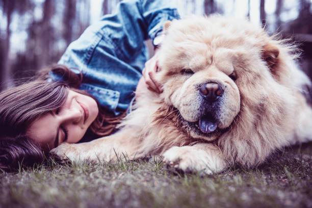 istock Cute Female Playing With Pet Chow Chow Puppy 991378136
