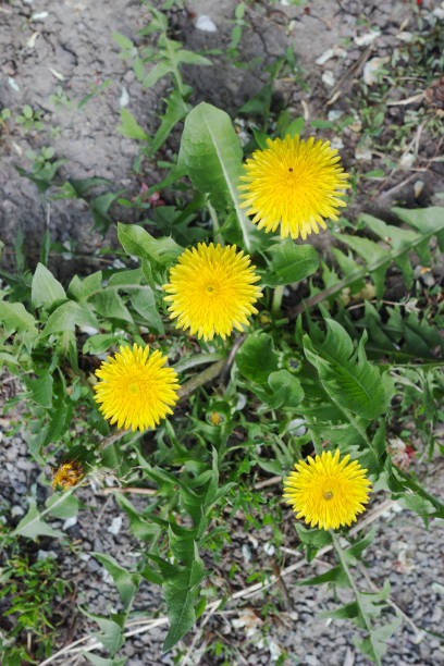 istock Taraxacum plant from the top 991379386
