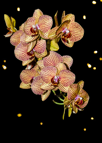 They are one of the two largest families of flowering plants. The Orchidaceae have about 28,000 currently accepted species, The Orchidaceae are a diverse and widespread family of flowering plants, with blooms that are often colourful and fragrant, commonly known as the orchid family. The most highly coveted of ornamental plant, the delicate, exotic and graceful orchid represents love, luxury, beauty and strength. In ancient Greece, orchids were associated with virility. In fact, Greek women believed that if the father of their unborn child ate large, new orchid tubers, the baby would be a boy. You will love to have this beautiful photograph in your home or office.