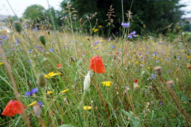 istock At a small stream in the Bavarian Germany 991381110