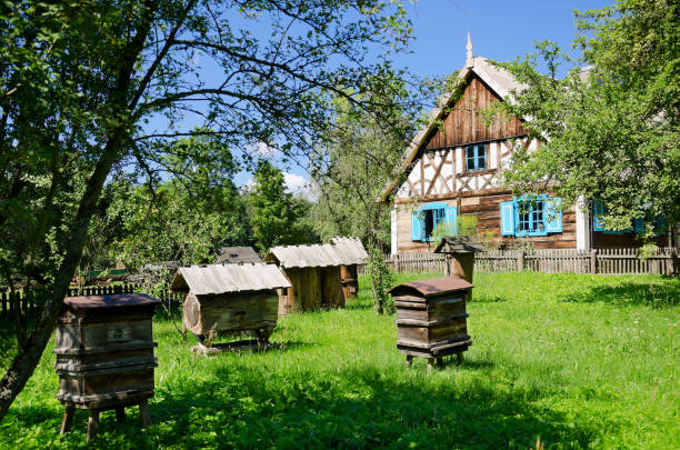 vintage rural hut (19th c.) from nowe kawkowo village. - thatched roof imagens e fotografias de stock