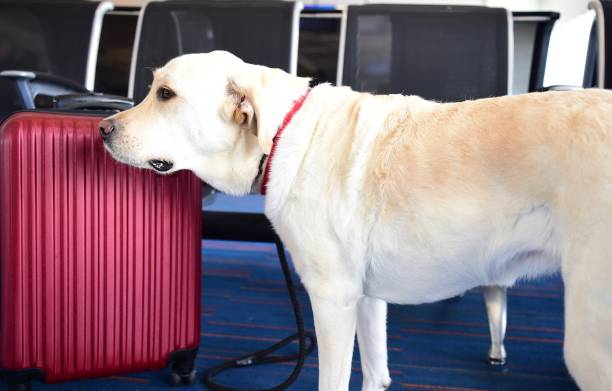 istock Labrador Retriever at an airport 991390936