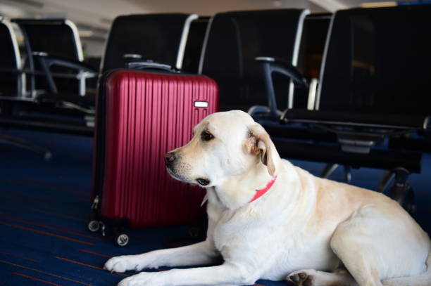 istock Labrador Retriever at an airport 991391006