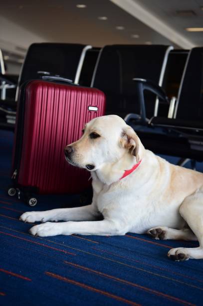 istock Labrador Retriever at an airport 991391062