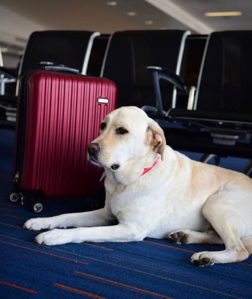 istock Labrador Retriever at an airport 991391112