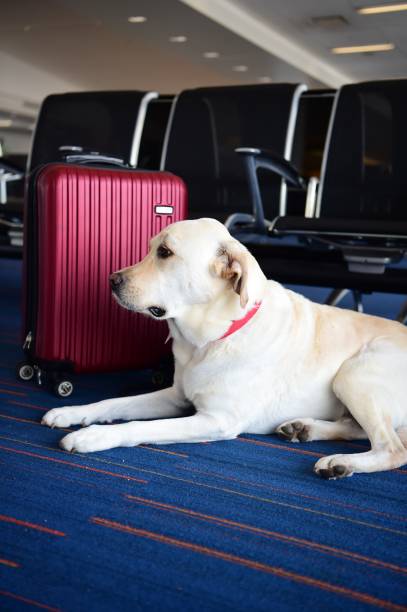 istock Labrador Retriever at an airport 991391132