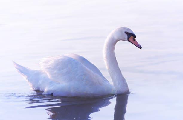 istock Tender White Swan is Swimming on the Calm Water 991397520