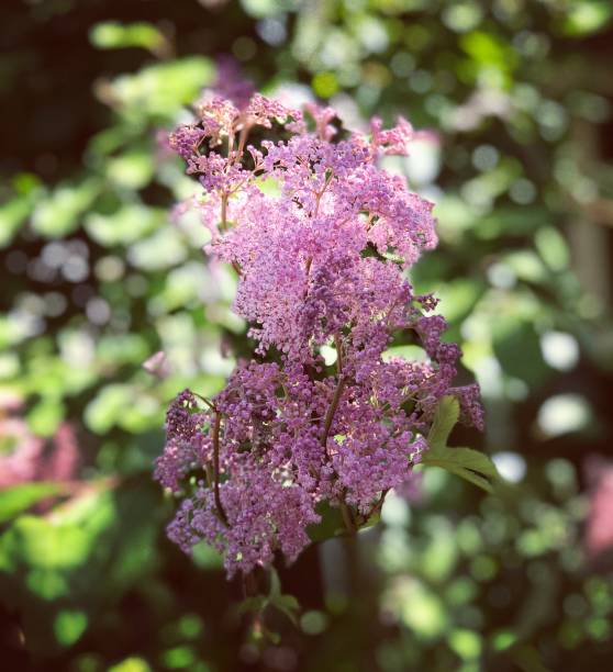 istock Garden flowers in summer 991398154