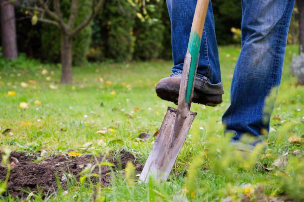 istock Gardener digging in a garden with a spade. 991400858