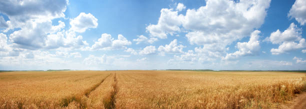 istock Summer Landscape of Golden Wheat Field 991400896