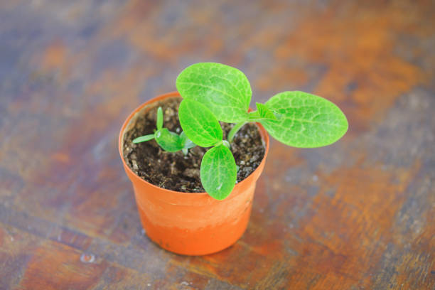 little green seedling in the pot, plant cultivation