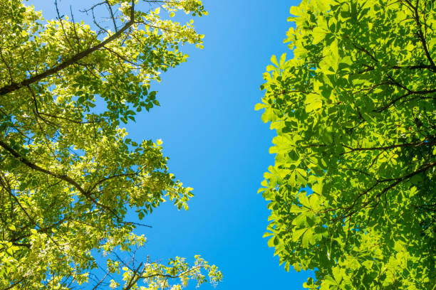 istock Summer sunbeam through green lush foliage with blue sky 991405570