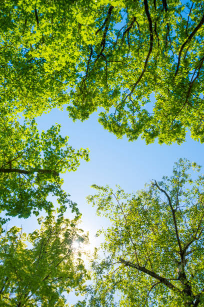 istock Summer sunbeam through green lush foliage with blue sky 991405574