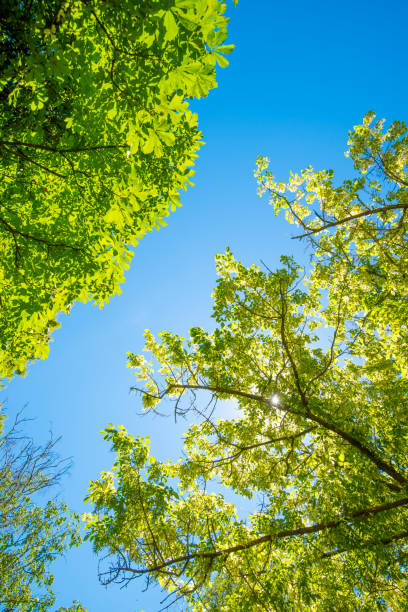 istock Summer sunbeam through green lush foliage with blue sky 991406014