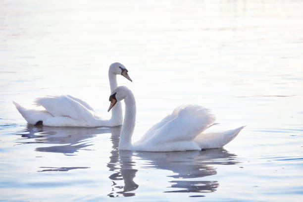 istock Two White Swans is Swimming on the Calm Water 991407208