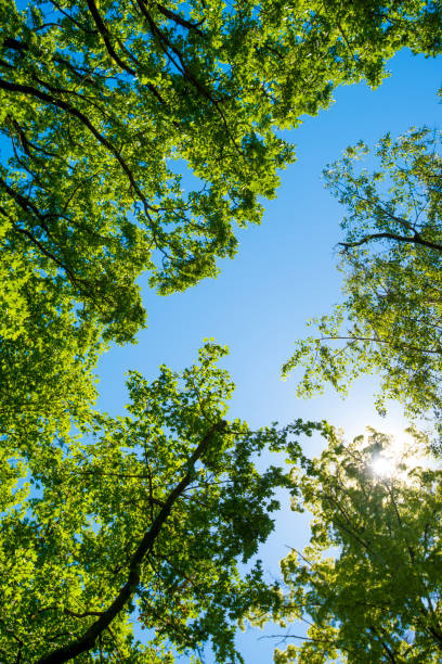 istock Summer sunbeam through green lush foliage with blue sky 991407350