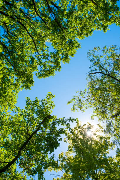 istock Summer sunbeam through green lush foliage with blue sky 991407424
