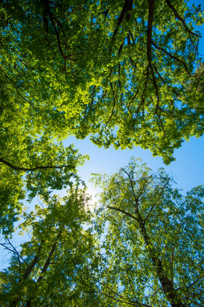 istock Summer sunbeam through green lush foliage with blue sky 991407472