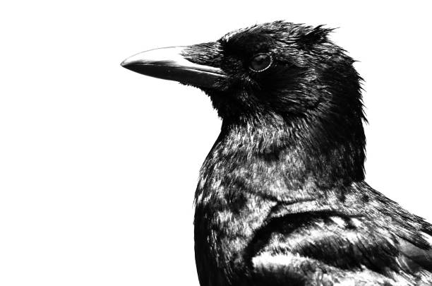 istock Profile of an American Crow on White Background 991410818