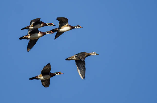 istock Five Wood Ducks Flying in a Blue Sky 991410898