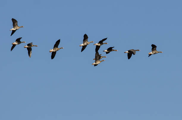 istock Flock of Greater White-Fronted Geese Flying in a Blue Sky 991411054