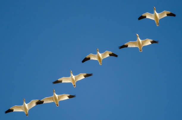 istock Flock of Snow Geese Flying in a Blue Sky 991411166