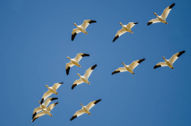 istock Small Flock of Snow Geese Flying in a Blue Sky 991411738