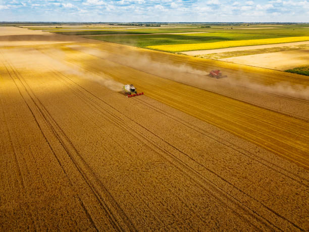 istock Harvesting golden grains 991412282