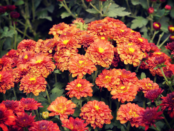 istock Close-Up Of Red Flowering Plants 991413360