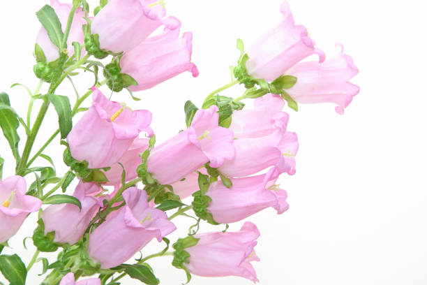 Pictured bouquet of bellflower in a white background.