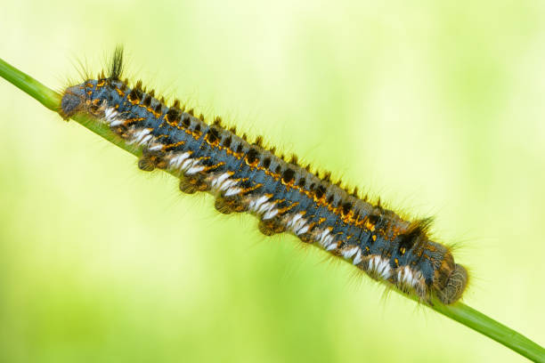 istock Hairy caterpillar of butterfly bombyx 991416544