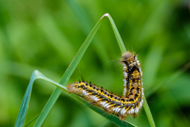 istock Caterpillar of butterfly bombyx 991416668