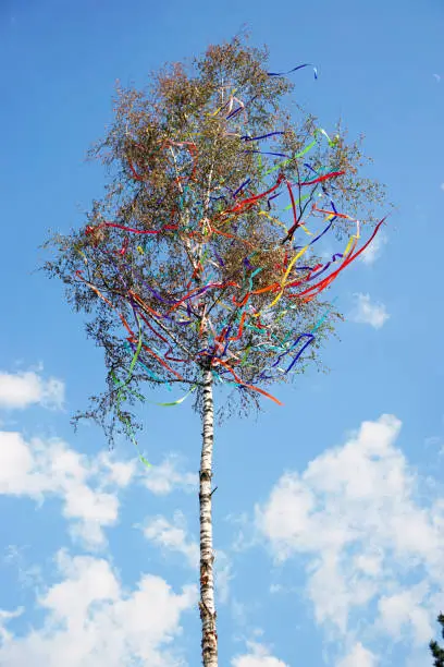 to set up a maypole, a birch tree decorated with colorful fluttering ribbon, is a tradition in Rhineland, Germany