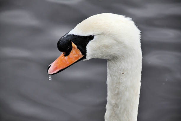 A close of a mute swan