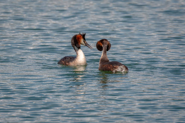 istock Pair of great crested grebes during mating ritual 991418780