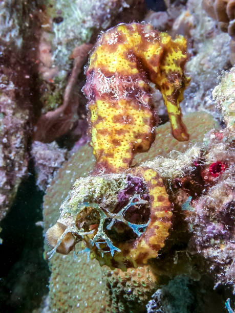 slender seahorse or longsnout seahorse ,Hippocampus reidi slender seahorse or longsnout seahorse ,Hippocampus reidi  is a species of fish in the family Syngnathidae longsnout seahorse hippocampus reidi stock pictures, royalty-free photos & images
