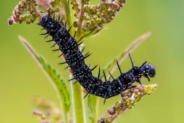 istock Black caterpillar of aglais io 991424182