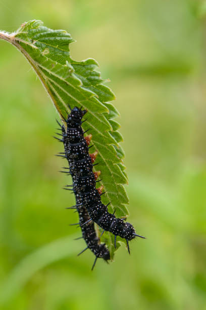 istock Several black caterpillars of aglais io 991424434